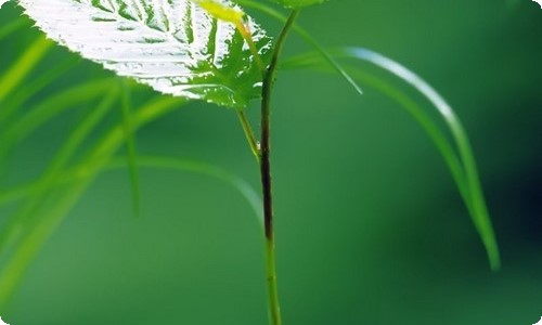 如果我有钱了小学作文