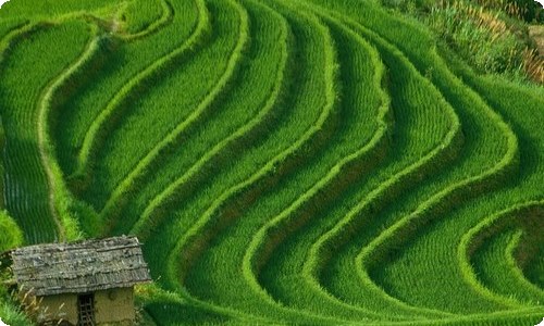 精选新年的作文100字汇总9篇