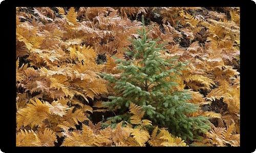 【实用】山写景作文汇总7篇