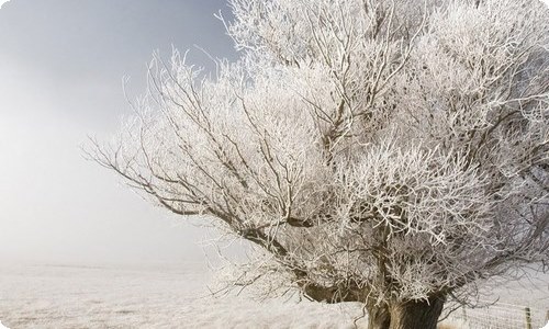 生活中的花作文800字