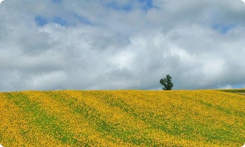 【热门】春节的作文1000字合集七篇