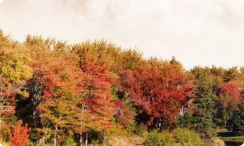 我最喜欢的季节作文600字