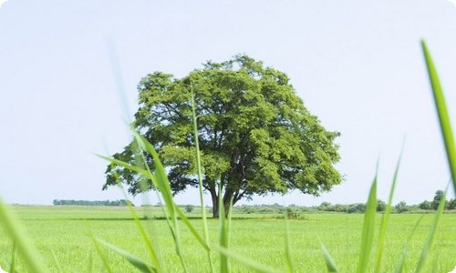 【推荐】三年级春天作文