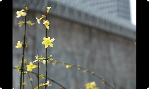 精选四年级学生作文集合10篇