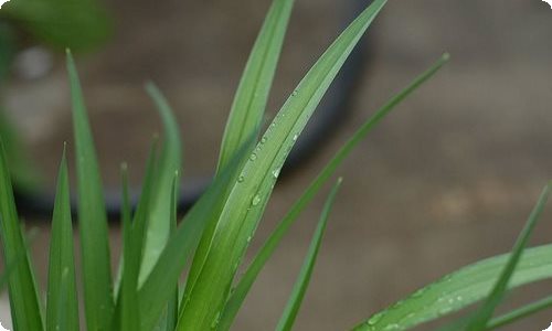 实用的英雄英语作文四篇