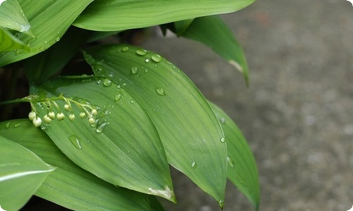 关于家乡的芒果的作文集锦九篇