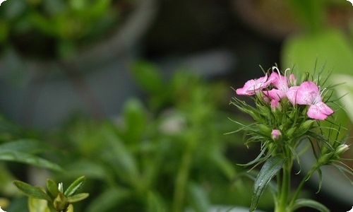 中秋节的作文范文500字（通用15篇）