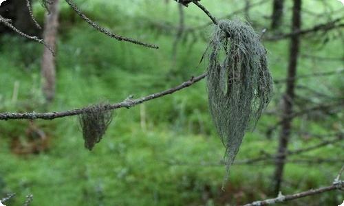 【精华】春节初一作文九篇