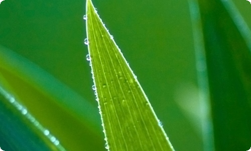 【热门】芒果作文8篇