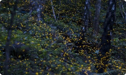 精选高中《春节》作文锦集8篇